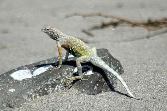 Image of Zebratail Lizard