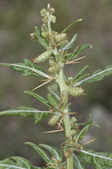 Imagem de Xanthium spinosum L.