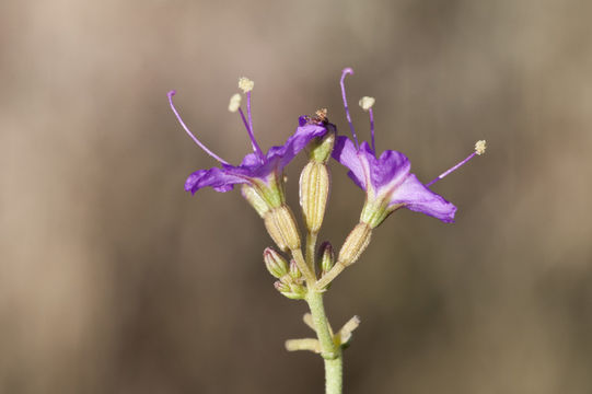 Слика од Acleisanthes chenopodioides (A. Gray) R. A. Levin