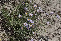 Image of western aster