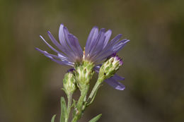 Image of western aster