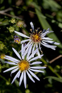 Image of western aster