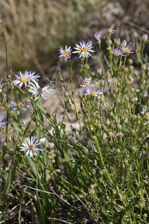 Image of western aster