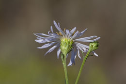 Image of western aster