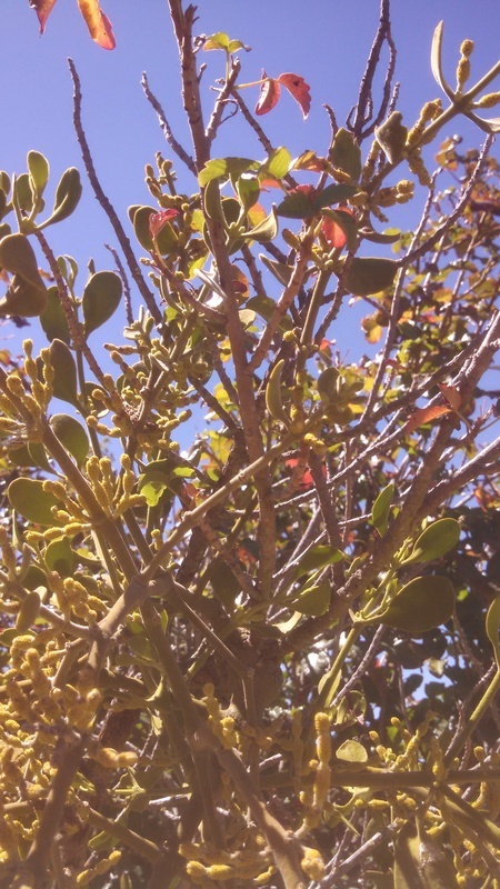 Image de Phoradendron leucarpum subsp. tomentosum (DC.) J. R. Abbott & R. L. Thomps.