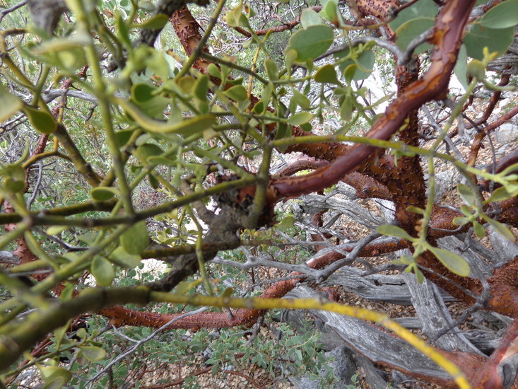 Image de Phoradendron leucarpum subsp. tomentosum (DC.) J. R. Abbott & R. L. Thomps.