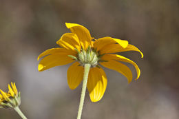 Sivun Viguiera dentata (Cavanilles) Spreng. kuva