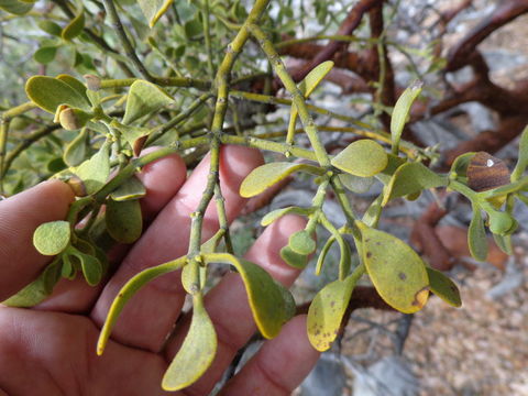 Imagem de Phoradendron leucarpum subsp. tomentosum (DC.) J. R. Abbott & R. L. Thomps.