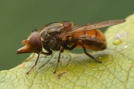 Image of Rhingia campestris Meigen 1822