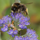 Image of Bombus lapidarius (Linnaeus 1758)