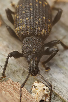 Image of Black Vine Weevil