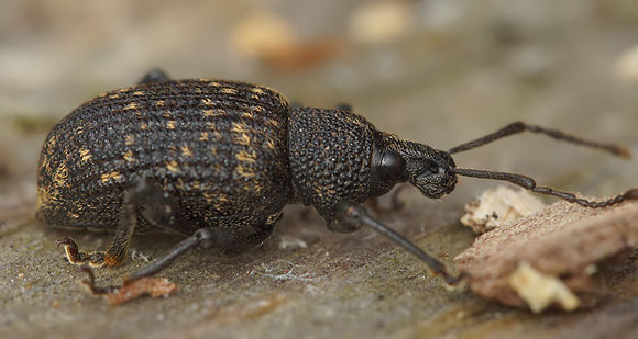 Image of Black Vine Weevil