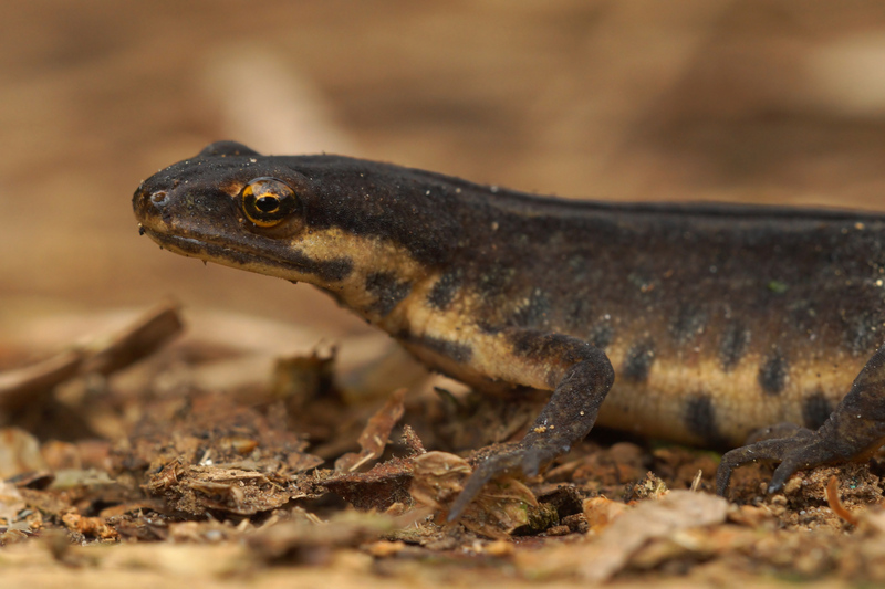 Image of Smooth Newt