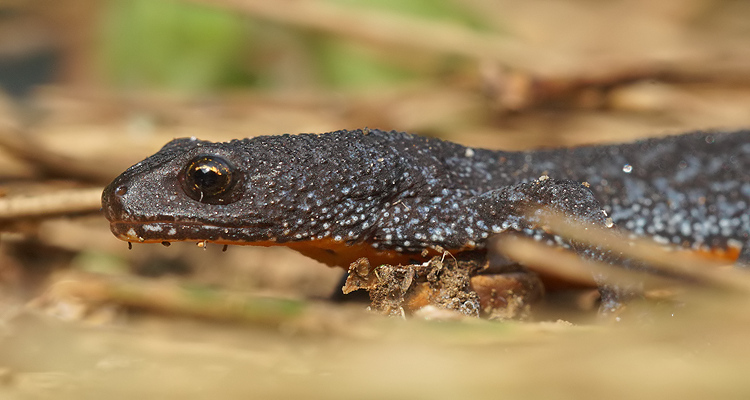 Image of Alpine Newt