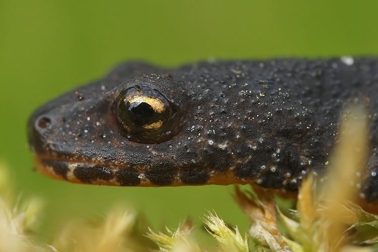 Image of Alpine Newt