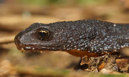 Image of Alpine Newt