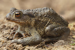 Image of Common Toad