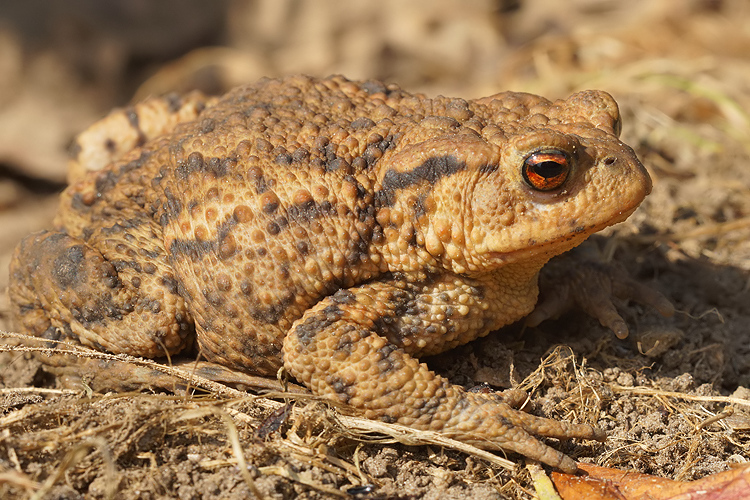 Image of Common Toad