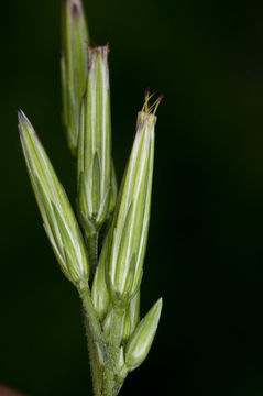 Image of plumeweed