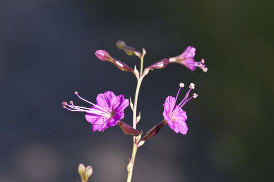 Cyphomeris gypsophiloides (Mart. & Gal.) Standl. resmi