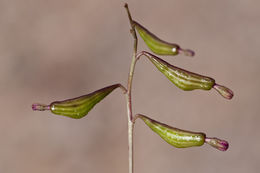 Image of red cyphomeris