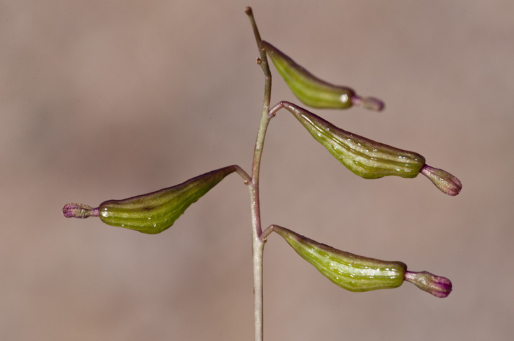 Image of red cyphomeris