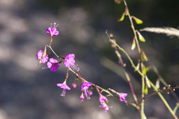 Image of red cyphomeris