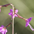 Imagem de Cyphomeris gypsophiloides (Mart. & Gal.) Standl.