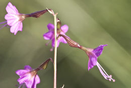 Image of red cyphomeris