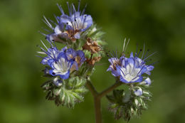 Image of rock phacelia