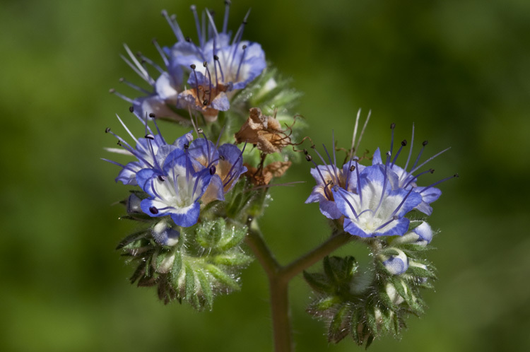 Phacelia rupestris Greene的圖片