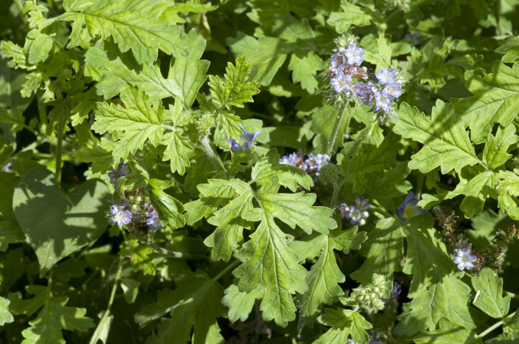 Phacelia rupestris Greene的圖片