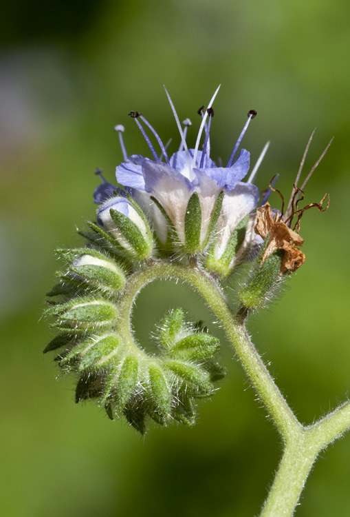 Image of rock phacelia