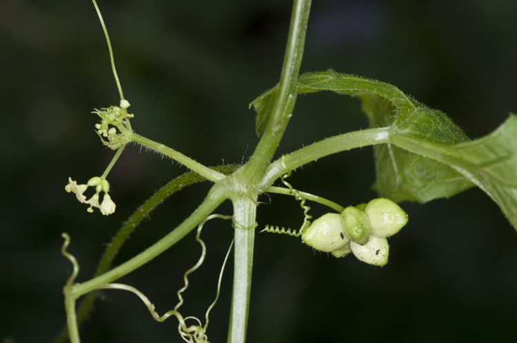 Image of smooth bur cucumber