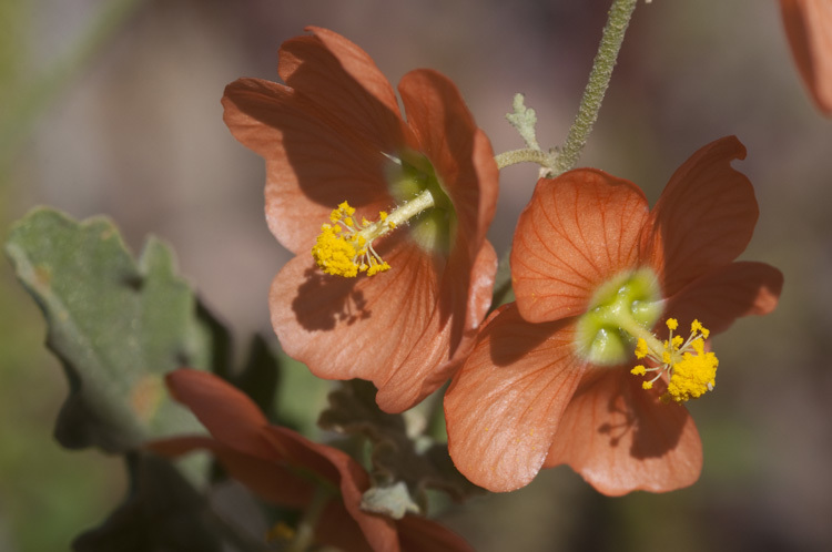 Image of gray globemallow