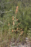 Image of gray globemallow