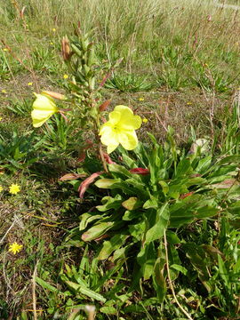 Image of redsepal evening primrose