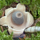 Image of Geastrum quadrifidum DC. ex Pers. 1801