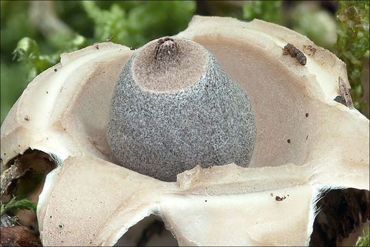 Image of Geastrum quadrifidum DC. ex Pers. 1801