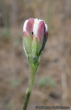 Image of Wright's thimblehead