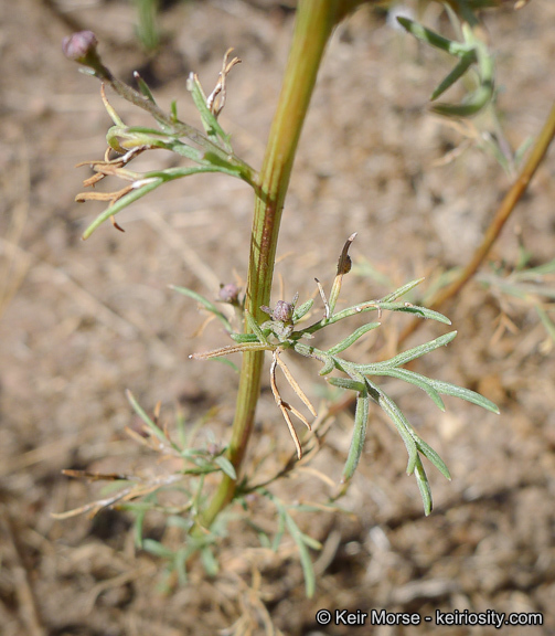 Image of Wright's thimblehead