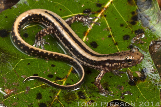 Image of Three-lined Salamander