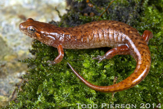 Image of Desmognathus organi Crespi, Browne & Rissler 2010