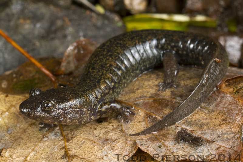 Image of Blackbelly Salamander