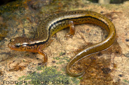 Image of Blue Ridge Two-Lined Salamander