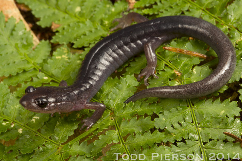 Image de Plethodon montanus Highton & Peabody 2000