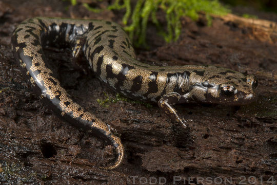 Sivun Plethodon welleri Walker 1931 kuva