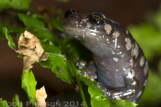 Image of Plethodon welleri Walker 1931