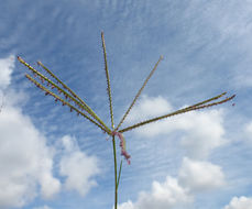 Image of Bermuda grass