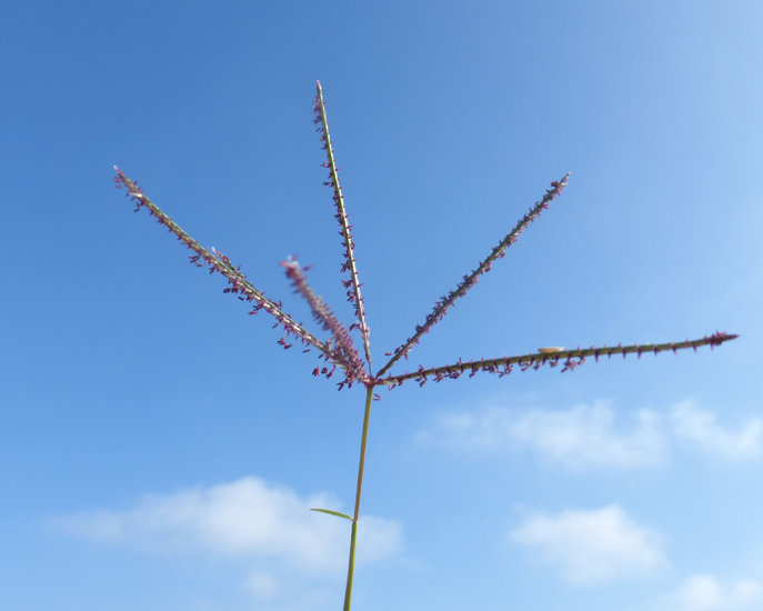 Image of Bermuda grass